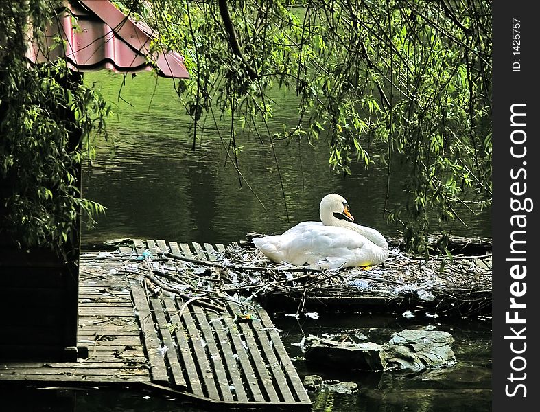 Nesting swan