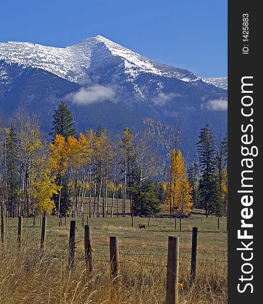 This image of the snowcapped mountains, fall foilage, deer, pasture, and fence was taken in western MT. This image of the snowcapped mountains, fall foilage, deer, pasture, and fence was taken in western MT.