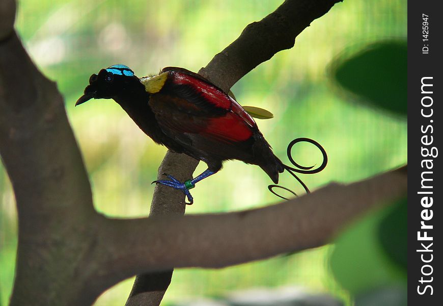 Male Wilson\'s bird of Paradise taken at the Jurong Bird Park (Singapore). Male Wilson\'s bird of Paradise taken at the Jurong Bird Park (Singapore).