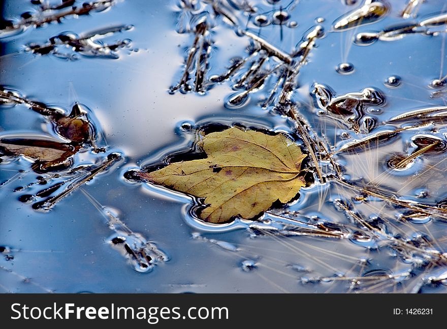 Yellow leaf in shallow pool. Yellow leaf in shallow pool