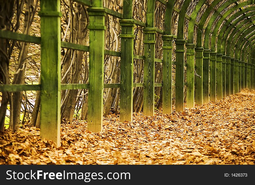 Perspective view on the autumn vine alley