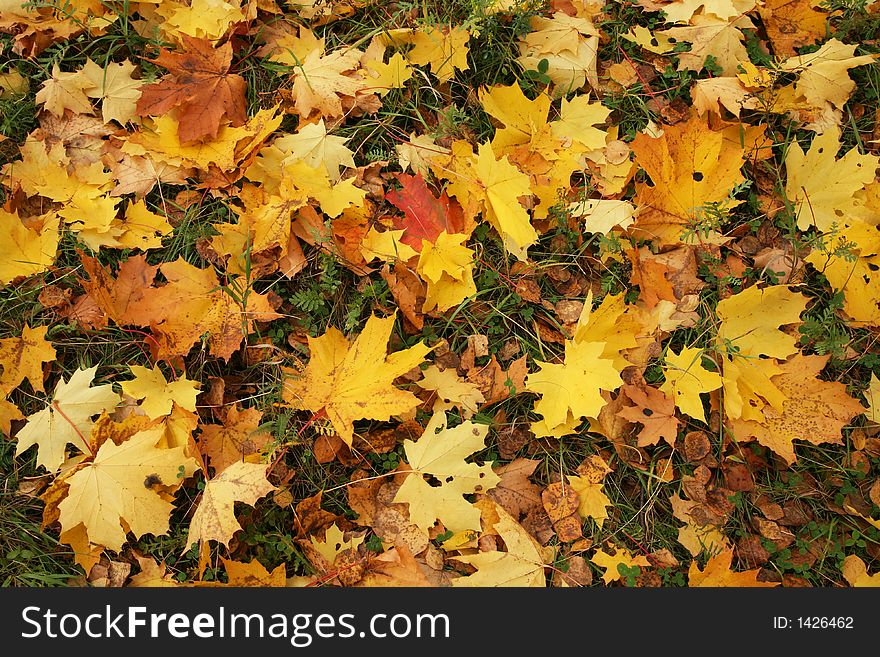 Autumn leaves of a maple lay on a green grass. Autumn leaves of a maple lay on a green grass