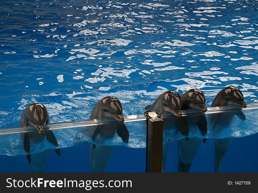 Dolphins swimming indoors greeting the public. Dolphins swimming indoors greeting the public