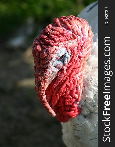Red focused turkey head on a blurry background
