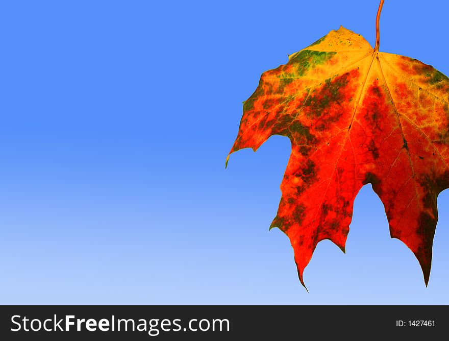 Colorful red autumn leaf on graduated blue background.