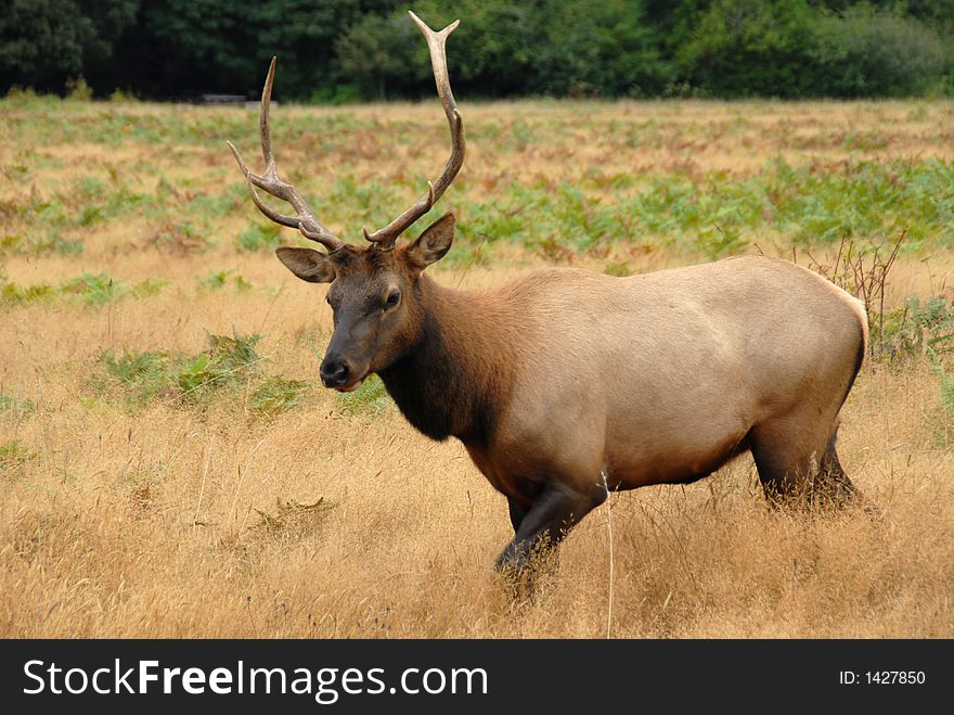 Bulk Elk in the field. North California Redwoods. Bulk Elk in the field. North California Redwoods.