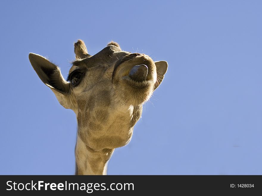 High resolution image of giraffe showing her tongue. High resolution image of giraffe showing her tongue