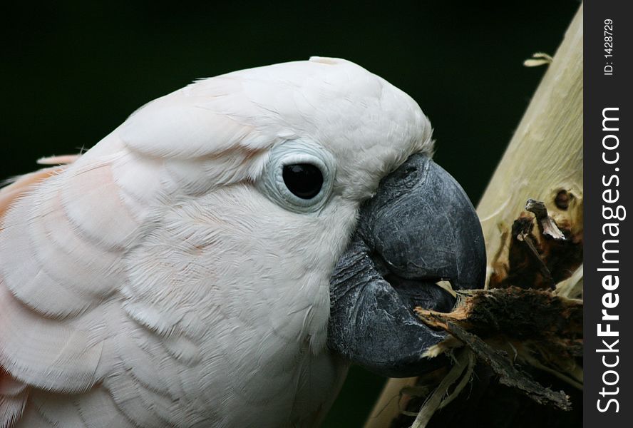 A photo of parrot at a zoo