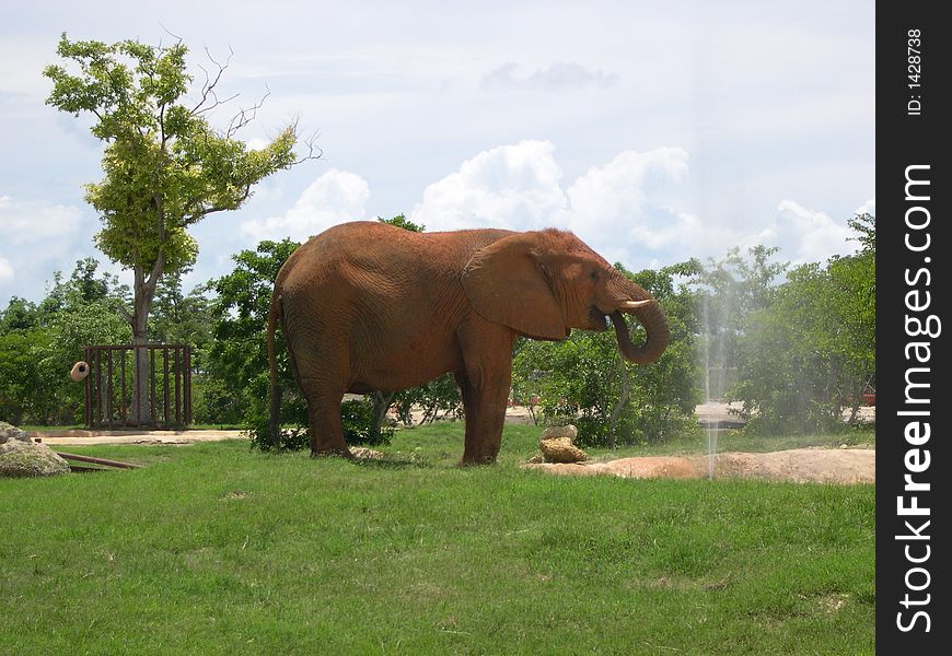 Elephant cooling off during summer