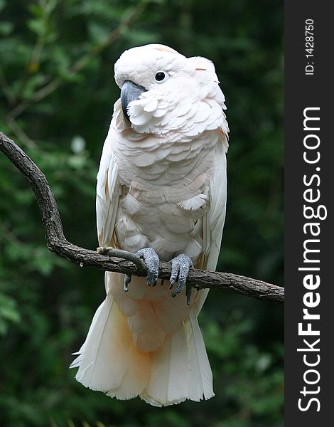 A photo of parrot at a zoo