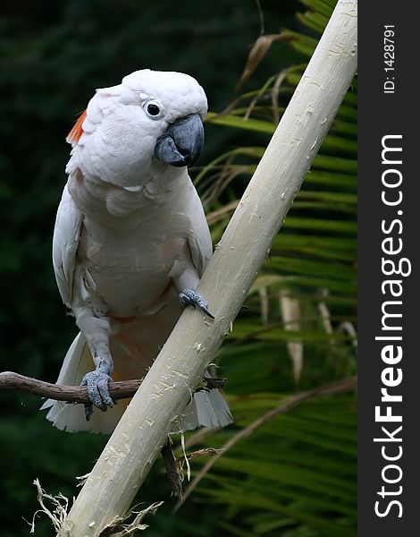 A photo of parrot at a zoo