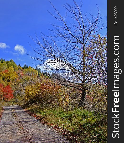 Path at sunny fall day. Path at sunny fall day