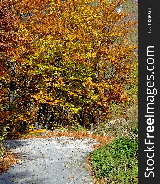 Fall in nature, red trees ad blue sky. Fall in nature, red trees ad blue sky.