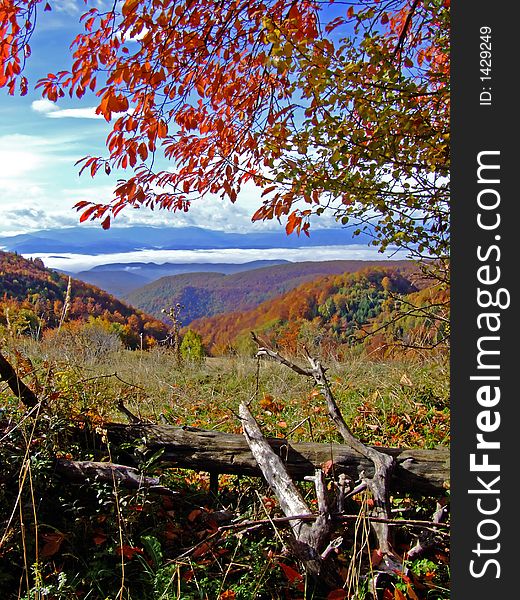 Fall in nature, red trees ad blue sky. Fall in nature, red trees ad blue sky.