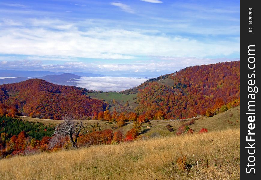 Fall in nature, red trees ad blue sky. Fall in nature, red trees ad blue sky.