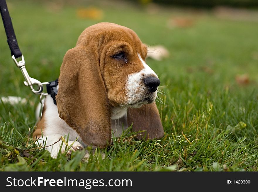 Basset Hound Laying in the grass