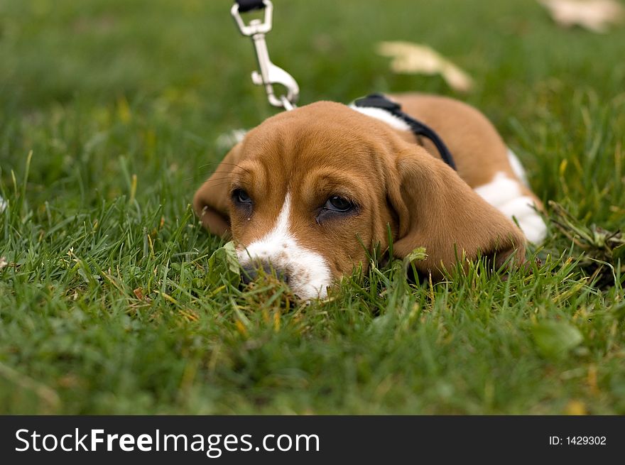 Basset Hound Laying In The Grass