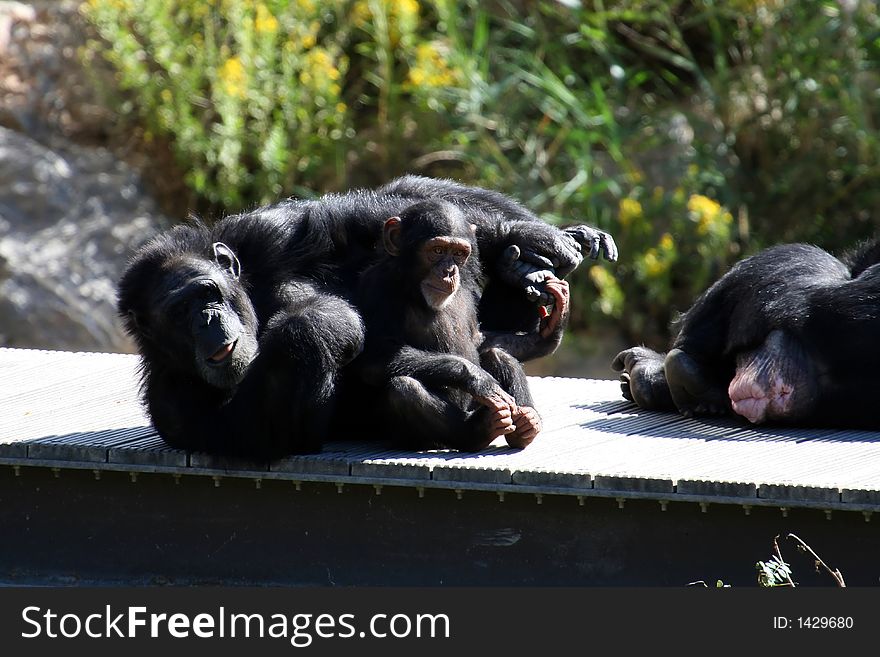 Two funny chimpanzee kid and father