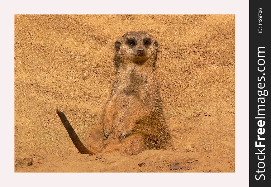 Meerkat taking a sunbath