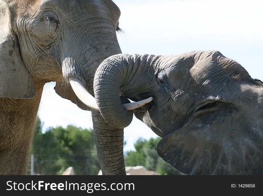 Two embracing elephants, male and female