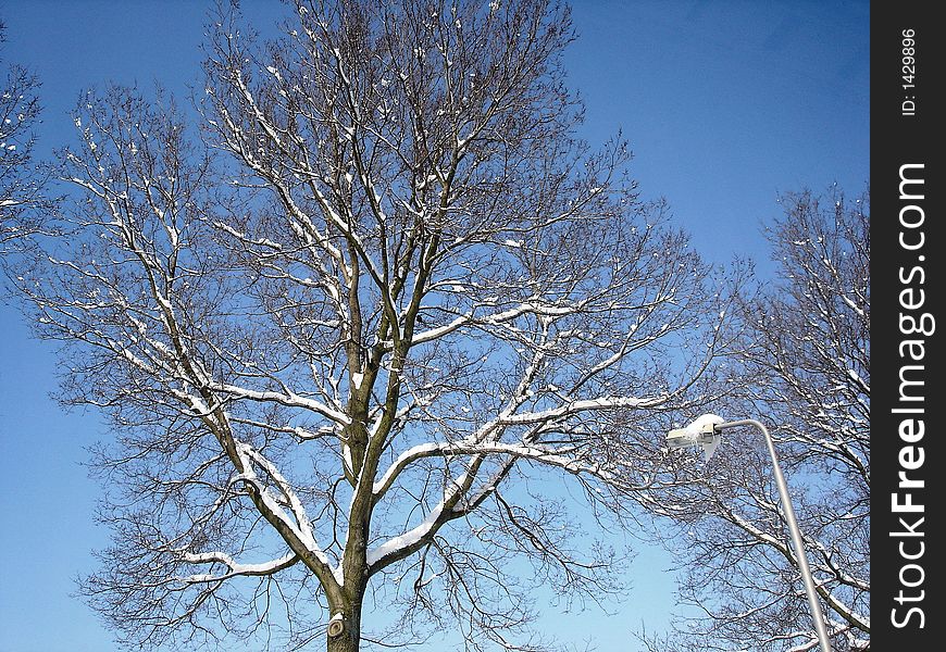 Snow On Tree