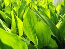 Dense Leaves Of A Lily Of The Valley Royalty Free Stock Photography Dense Leaves Of A Lily Of The Valley Royalty Free Stock Photography