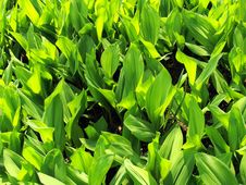 Dense Leaves Of A Lily Of The Valley Royalty Free Stock Image