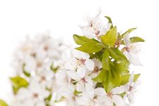 Plum Tree On Spring Time Stock Image Plum Tree On Spring Time Stock Image