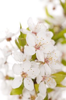 Plum Tree On Spring Time Stock Photography Plum Tree On Spring Time Stock Photography