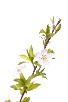 Plum Tree On Spring Time Stock Photography Plum Tree On Spring Time Stock Photography