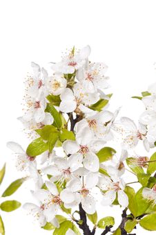 Plum Tree On Spring Time Stock Images Plum Tree On Spring Time Stock Images