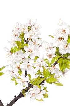 Plum Tree On Spring Time Stock Photography Plum Tree On Spring Time Stock Photography