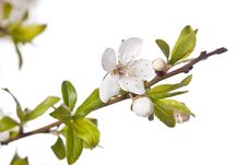 Plum Tree On Spring Time Stock Photography Plum Tree On Spring Time Stock Photography