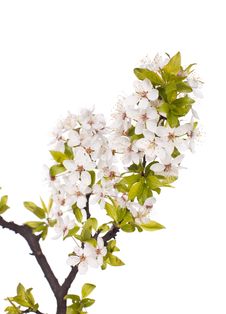 Plum Tree On Spring Time Stock Image Plum Tree On Spring Time Stock Image