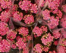 Pink Kalanchoe Bouquets Royalty Free Stock Photos Pink Kalanchoe Bouquets Royalty Free Stock Photos