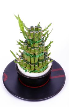 Lucky Bamboo Royalty Free Stock Photography