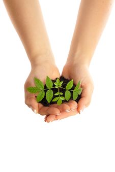 Young Plant In Woman Hands Stock Photo Young Plant In Woman Hands Stock Photo