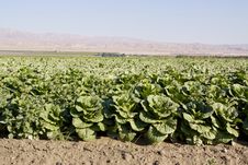 Cabbage Field Stock Image Cabbage Field Stock Image