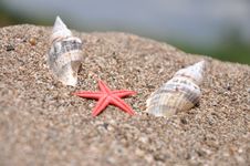 Sea Stars Between The Two Shells Royalty Free Stock Images Sea Stars Between The Two Shells Royalty Free Stock Images