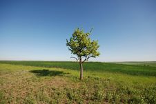 Lonely Tree In Field Stock Images