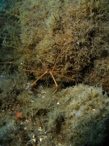 Arrow Crab Stock Photo Arrow Crab Stock Photo