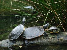 Turtles On A Log Stock Images Turtles On A Log Stock Images