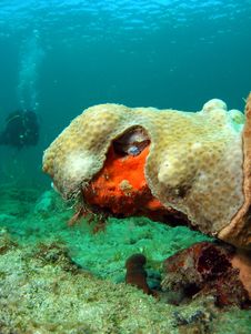 Coral Design With Diver Stock Image Coral Design With Diver Stock Image