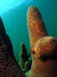 Pillar Coral Stock Photography Pillar Coral Stock Photography