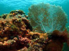 Coral Mound Stock Image