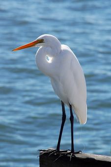 White Heron Stock Images