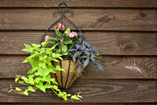 Plant Hanger On Rustic Wood Stock Photo Plant Hanger On Rustic Wood Stock Photo