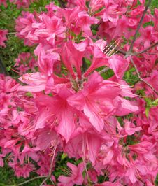 Rhododendron Close-up Royalty Free Stock Images Rhododendron Close-up Royalty Free Stock Images