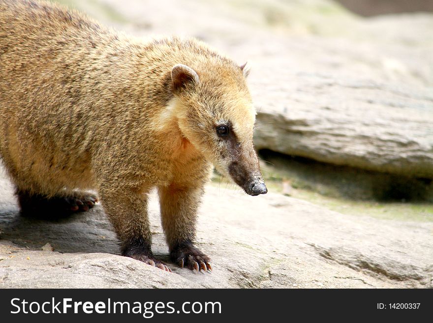 Long Nosed Coati