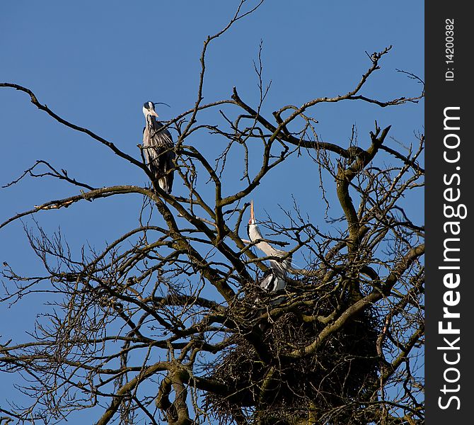 Grey Heron Bird Couple Sitting On The Nest